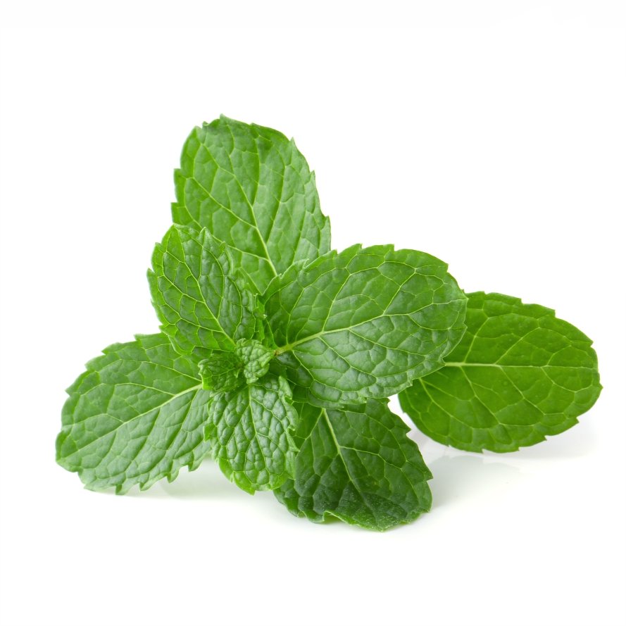 Managed Mints Mint Cultivation | Mint farming and Mint crop management:Agrownet™