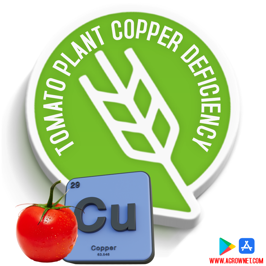 Tomato Plant Copper Deficiency : The Impact of Tomato Plant Copper ...